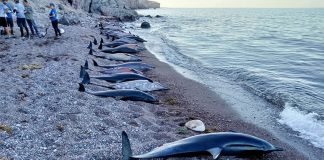 Profepa inspectors traveled to the area to investigate a report of a massive beaching event.