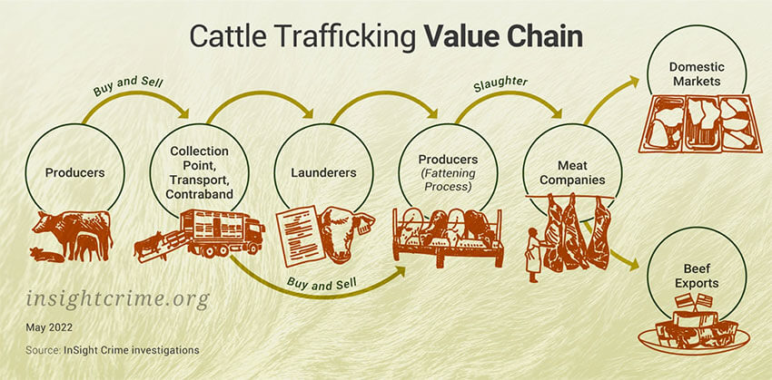 cattle trafficking value chain