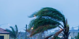 palm tree in the wind