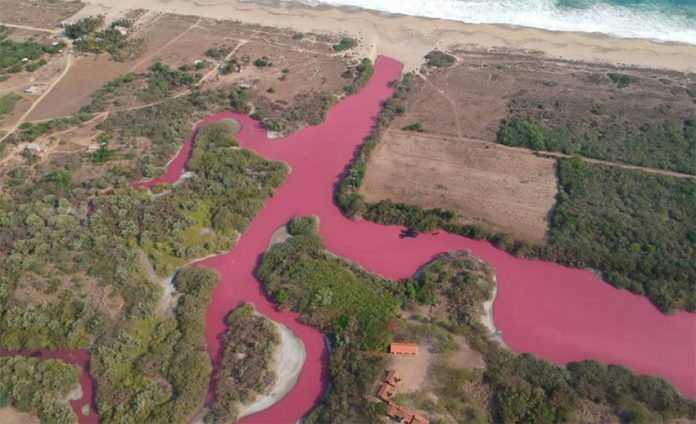 The pink waters of the lagoon on the coast of Oaxaca.