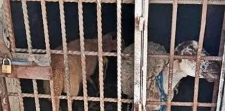 Though the owner was unable to pay the fine she received, the sheep were eventually released anyway.