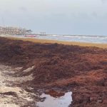 Every mainland beach between Cancún and Tulum had "excessive" quantities of sargassum over the weekend. Facebook, Somos Playa del Carmen
