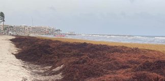 Every mainland beach between Cancún and Tulum had "excessive" quantities of sargassum over the weekend. Facebook, Somos Playa del Carmen