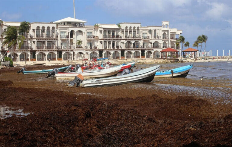 Navy Predicts Massive Arrival Of 32 000 Tonnes Of Sargassum