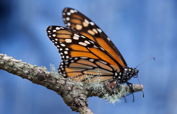 monarch butterfly in Michoacan mexico