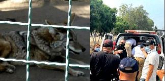 wolf attack in Mexico state zoo