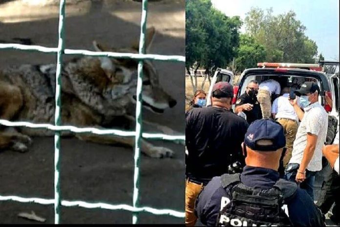 wolf attack in Mexico state zoo