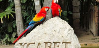 grupo xcaret