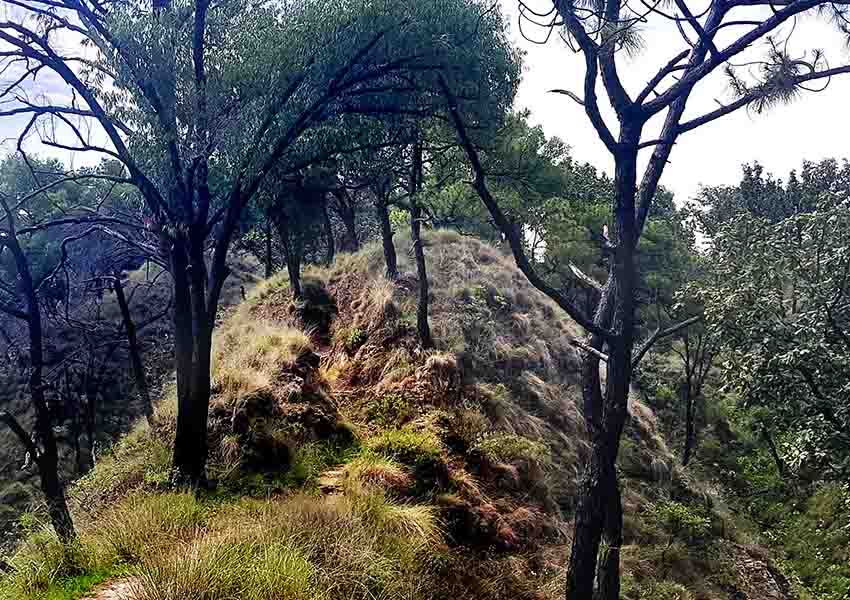 Primavera Forest, Guadalajara