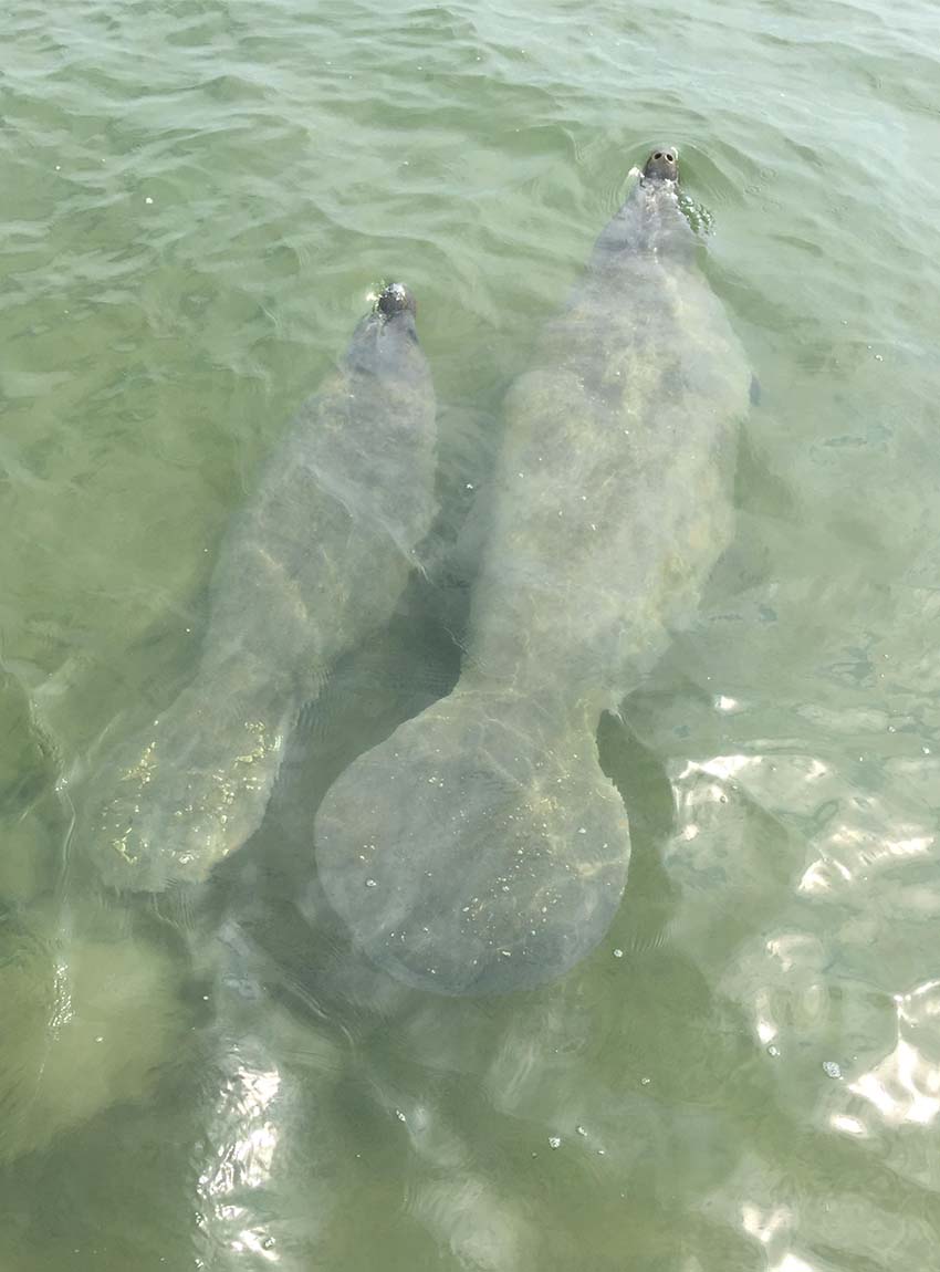 Antillean manatee mother and calf