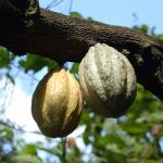 cacao pods
