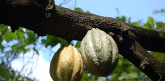 cacao pods