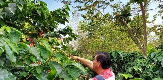 Finca Cañada Fria coffee farm in Huatusco, Veracruz