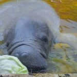 Daniel the manatee eating lettuce at AMHMAR in Mexico