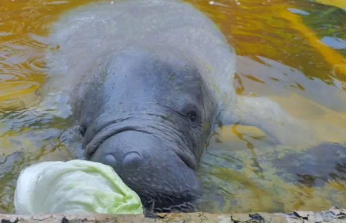 Daniel the manatee eating lettuce at AMHMAR in Mexico