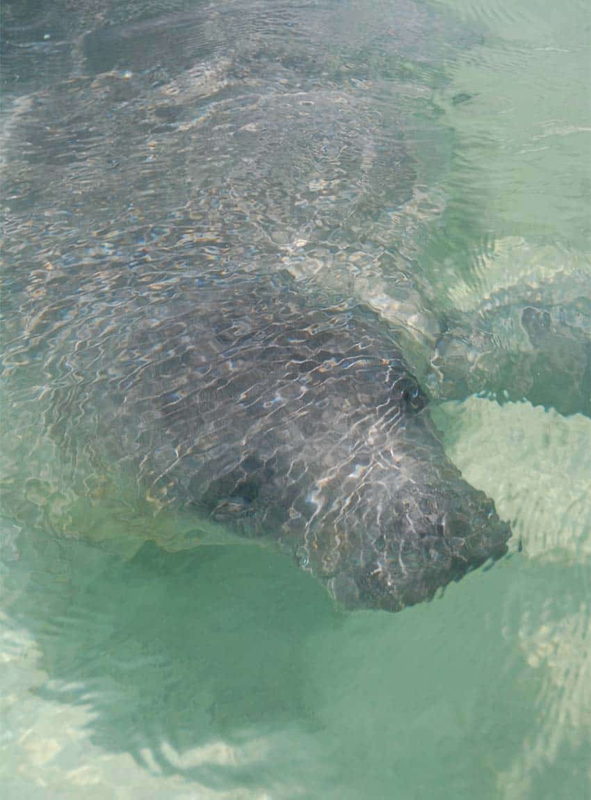 Daniel the manatee in Chetumal