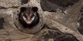 possum in Mexico City