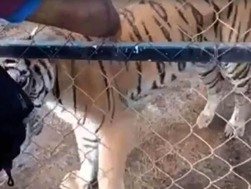 Tiger attack caught on video in Michoacan