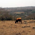 cattle grazing on drought-stricken land in Xalapa, Veracruz