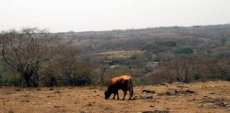 cattle grazing on drought-stricken land in Xalapa, Veracruz