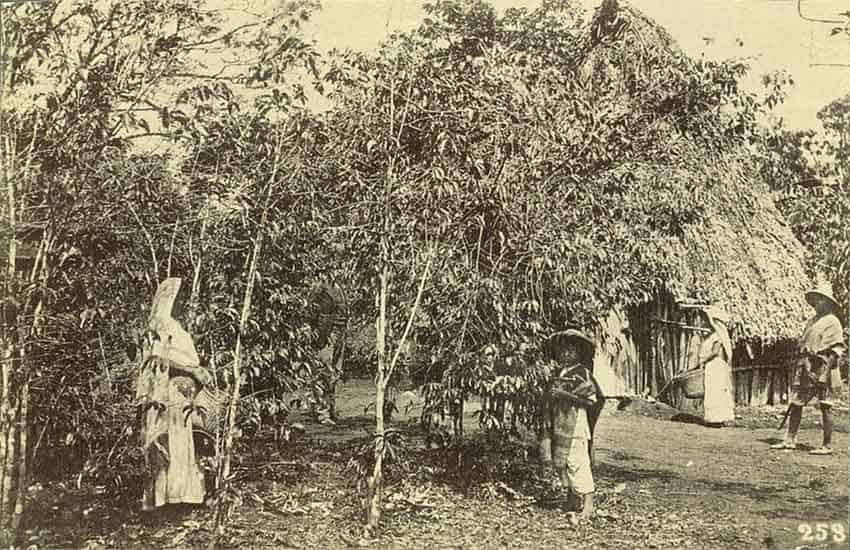 Veracruz coffee plantation, late 1800s