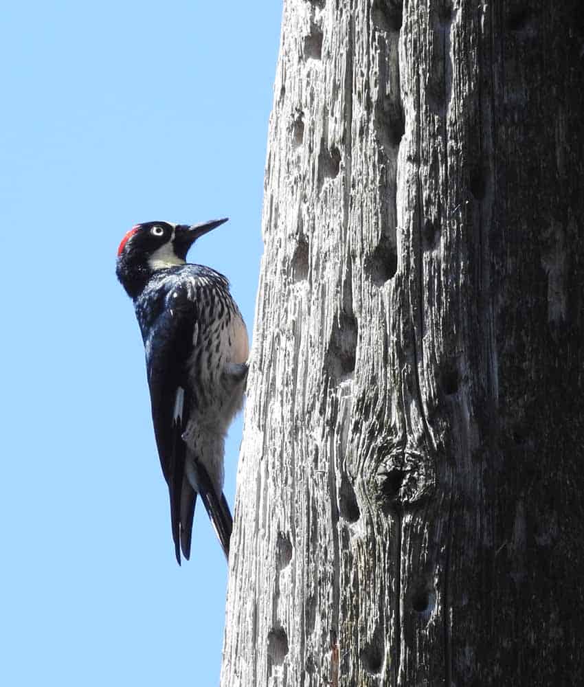 acorn woodpecker in Mexico City