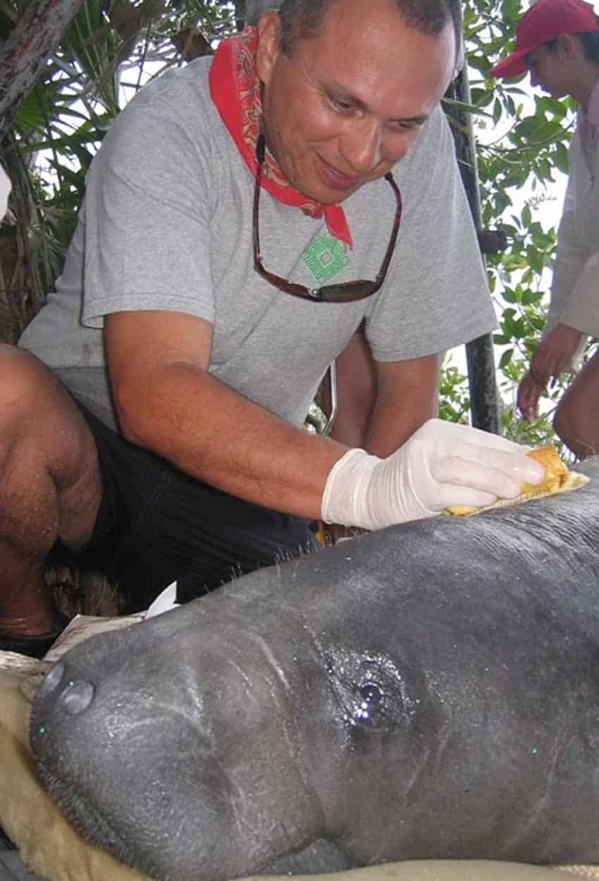 Marine scientist Benjamin Morales checking a manatee