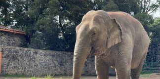 Bireki at Zacango Ecological Park in México state.