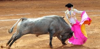 A bullfight at Plaza México