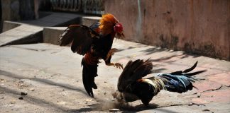 While some states have outlawed cockfighting and bullfighting, both remain legal in Nayarit.