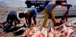 Fishermen processing the day's catch at an artisanal shark fishery location.
