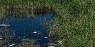 polluted Veracruz waterway