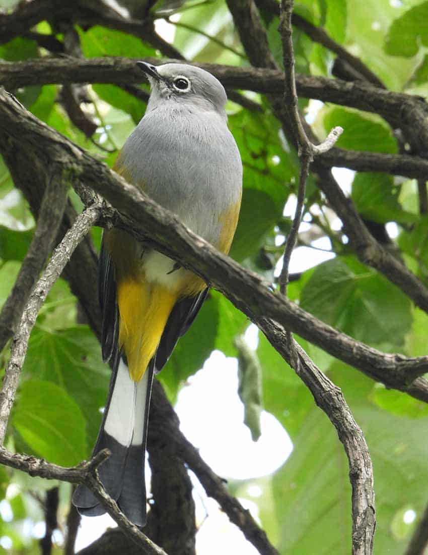 gray silky flycatcher in Mexico City