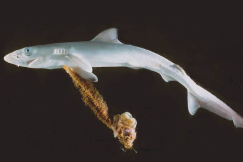 A "near-born" shark embryo is fed by the mother through an umbilical cord, which is attached to the mother's uterus, similar to what occurs in the births of mammal.
