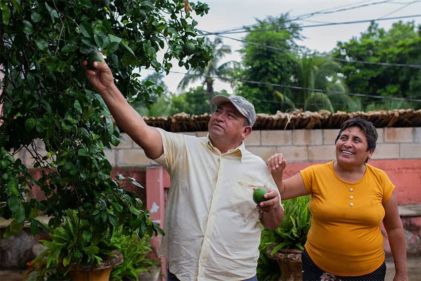 Jesús Ariel Suaste Salazar and his wife pick limes in their garden a few hours away from the Riviera Maya. They both got sick with Covid early in the pandemic, but they were able to recover at home. They attribute their quick recovery to their eating a healthy traditional Maya diet of fruits and vegetables from their farm, which is supported in part through the Mexican government's Sembrando Vida program. 