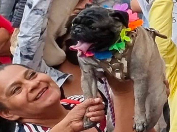 A pug owner holds up her dog for everyone to admire.