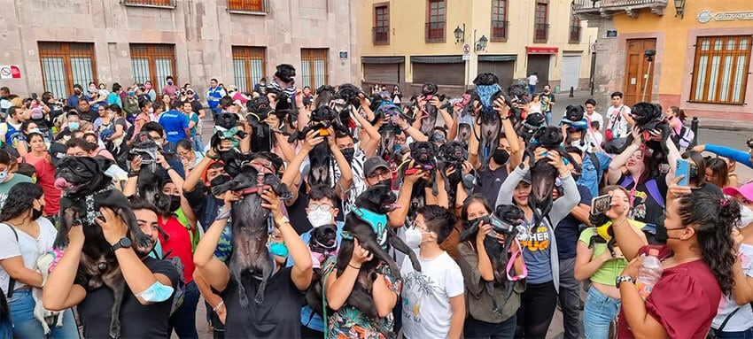 Pug owners show off their pets in Querétaro.