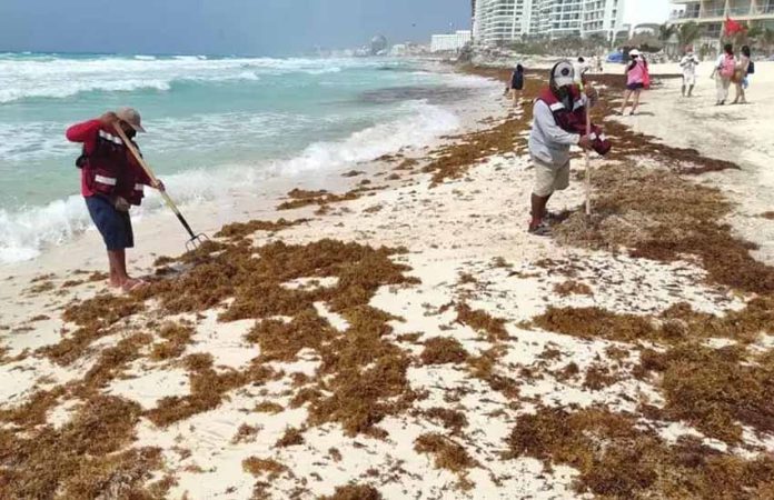 removing sargassum from Quintana Roo beach