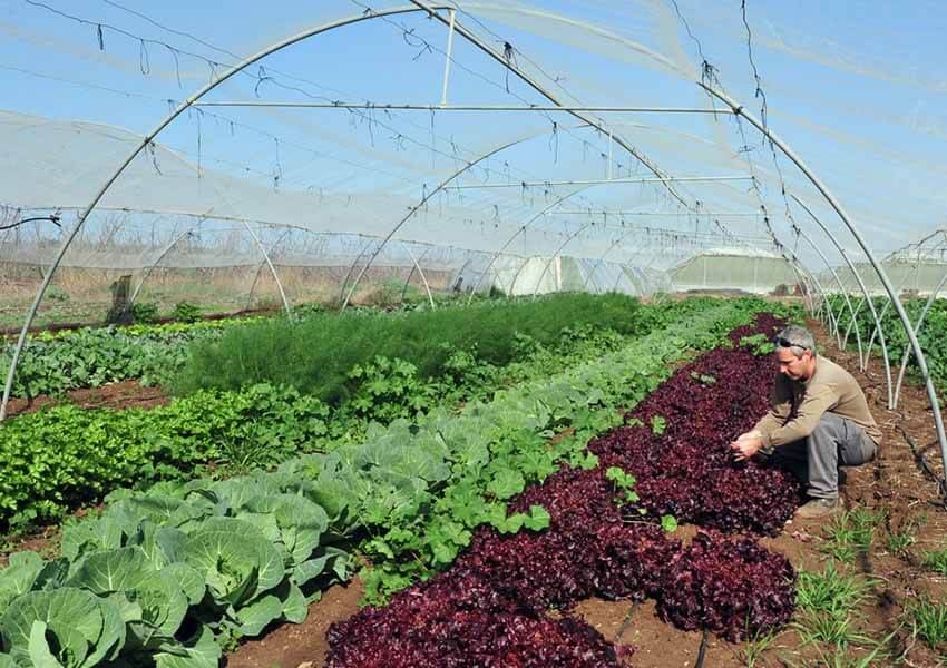 farming in Israel