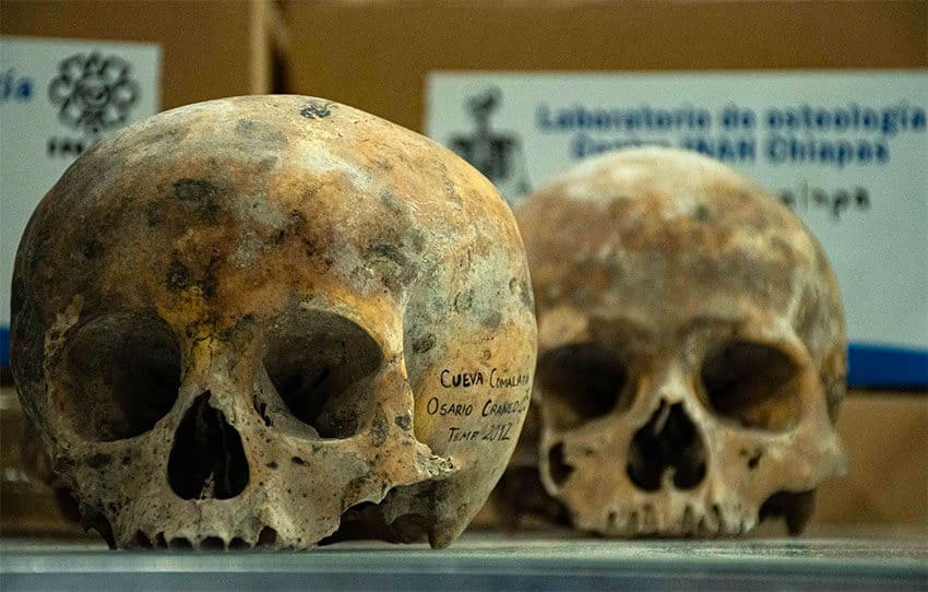 The skulls were discovered in a cave 10 years ago