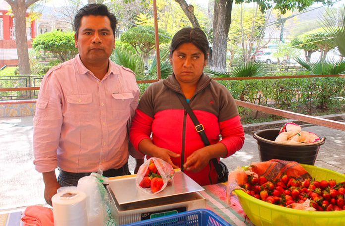 Demetrio Maldonado Cruz is one of several Oaxaca strawberry farmers