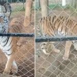 tiger attack in Michoacan