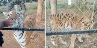 tiger attack in Michoacan