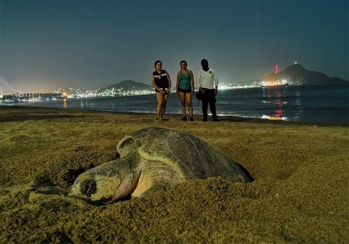 A sea turtle on the beach in Manzanillo.