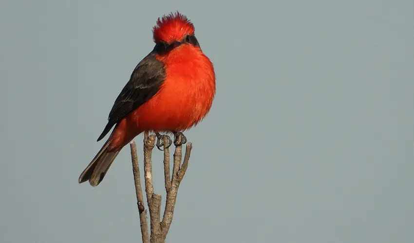 vermillion flycatcher in Mexico City