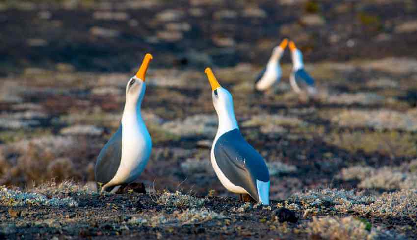 Pairs of Albatross decoys simulating courtship rituals were placed on Guadalupe Island by GECI.