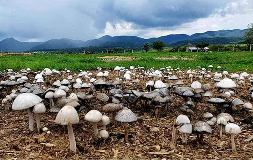 mushroom grow in the vicinity of Mixtlán, Jalisco