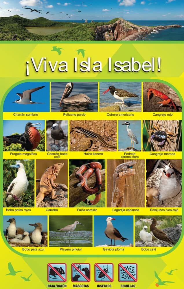 Poster showing a few of the creatures now flourishing on Isla Isabel thanks to the removal of invasive species.