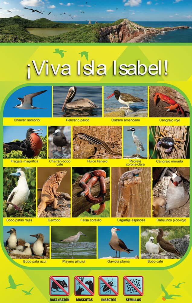 Poster showing a few of the creatures now flourishing on Isla Isabel thanks to the removal of invasive species.