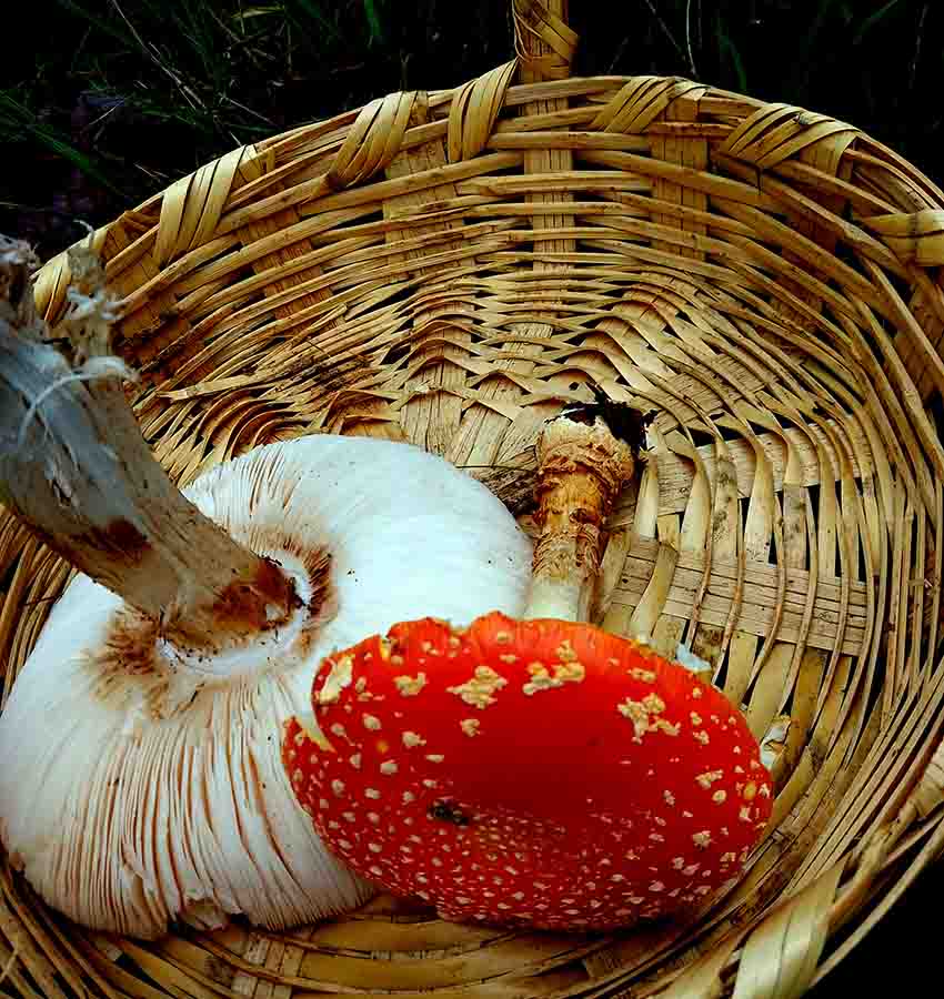 mushrooms in traditional wicker basket